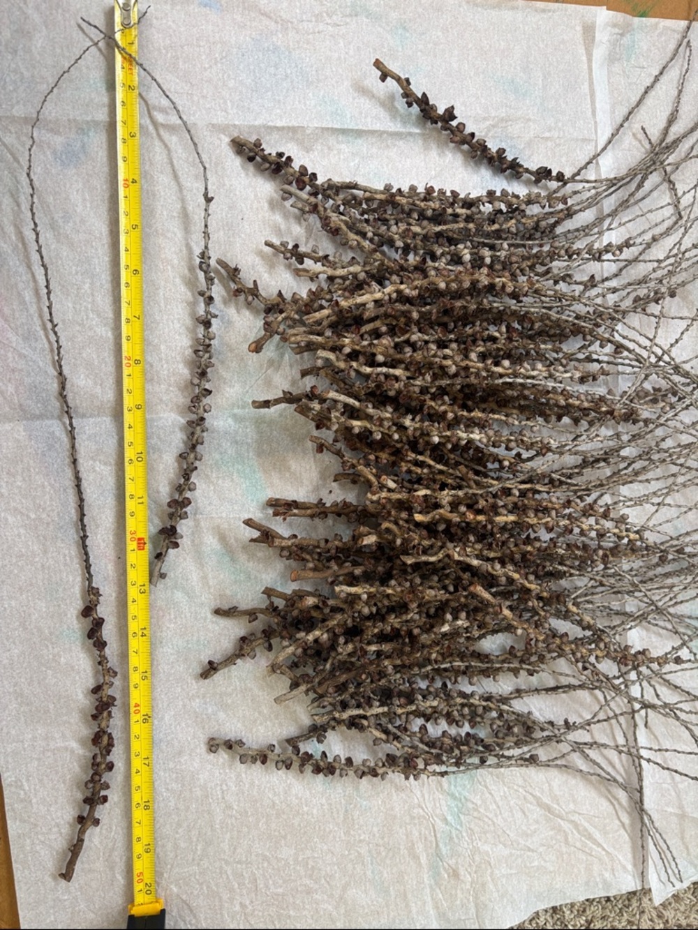 Bundle of Natural Dried Seeded Branch Stems - Brown (1) - Picture 5 of 5